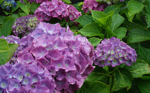 Purple Blossom Wallpaper HD screenshot 1