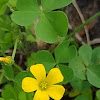 Common Yellow Woodsorrel