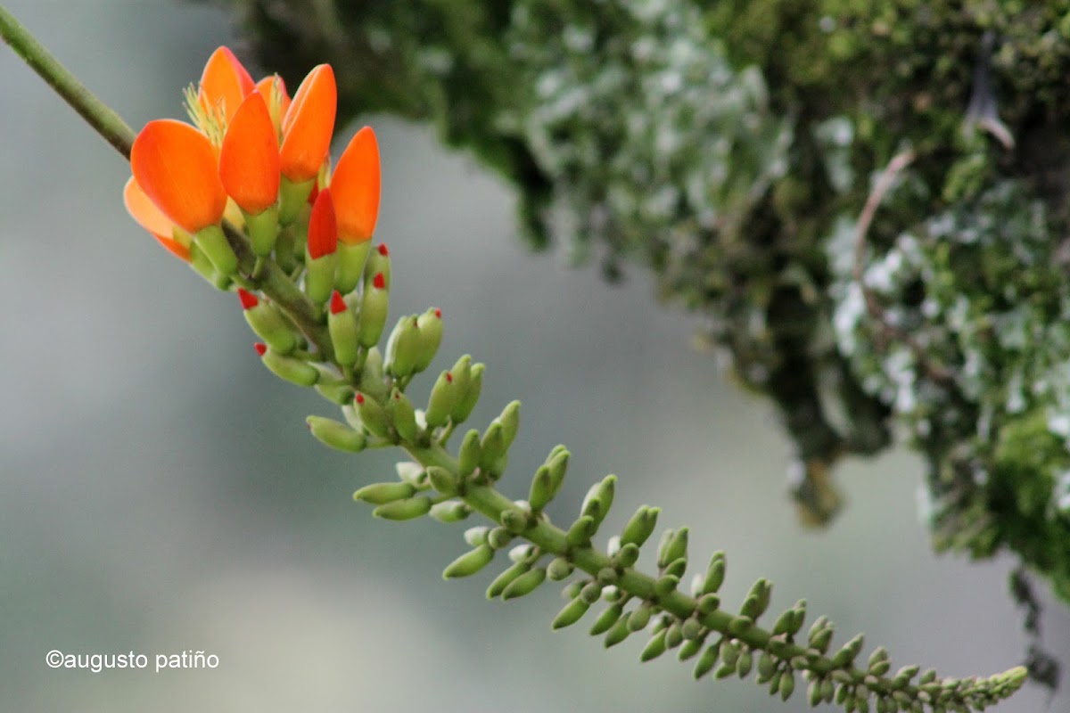 Flor de chachafruto