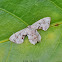 Scoopwing Moth