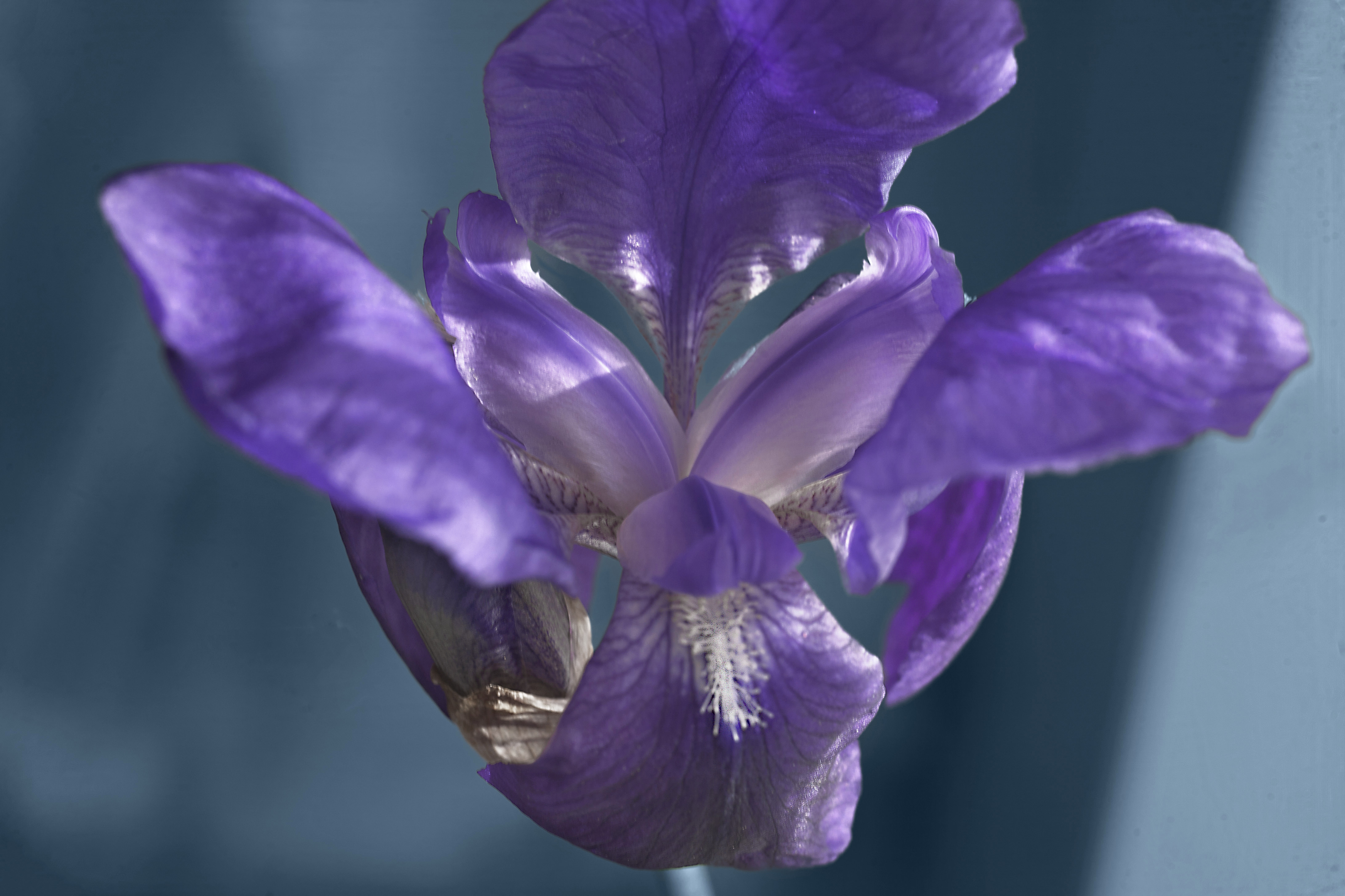 Iris violet di Pinco_Pallino