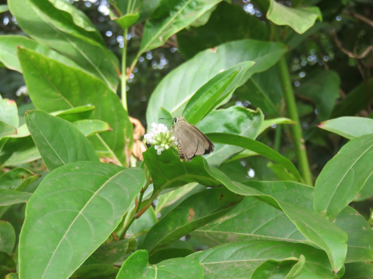 Skipper Butterfly