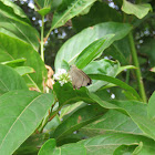 Skipper Butterfly