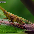 Long-nosed Dictyopharid Planthopper