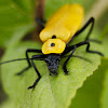 Yellow Soldier Beetle