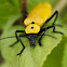 Yellow Soldier Beetle