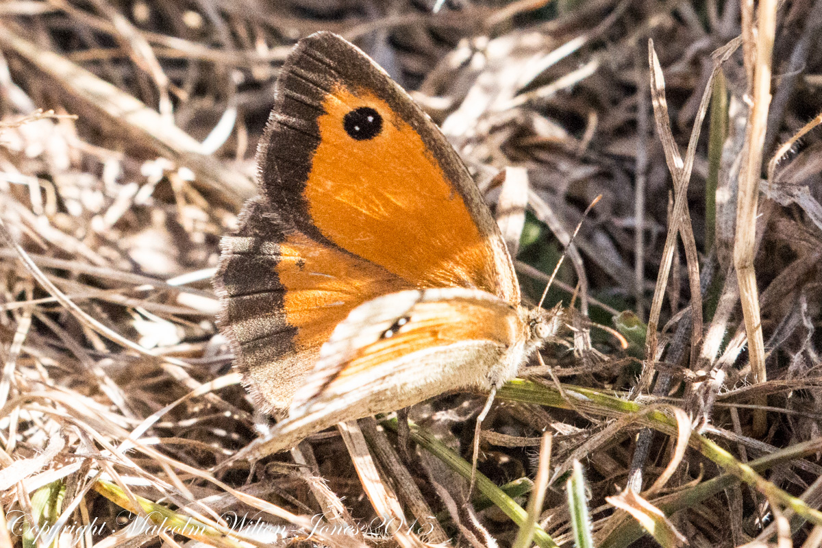 Southern Gatekeeper