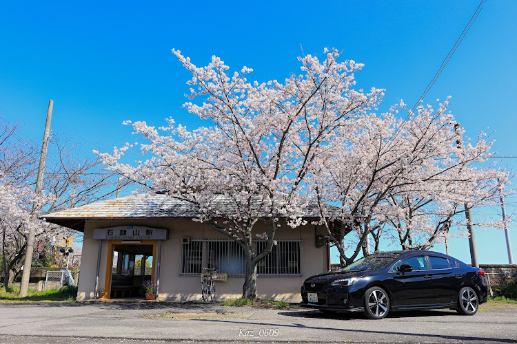 インプレッサ G4の桜・インプレッサG4・スバル・桜と愛車・インプレッサに関するカスタム事例の投稿画像1枚目