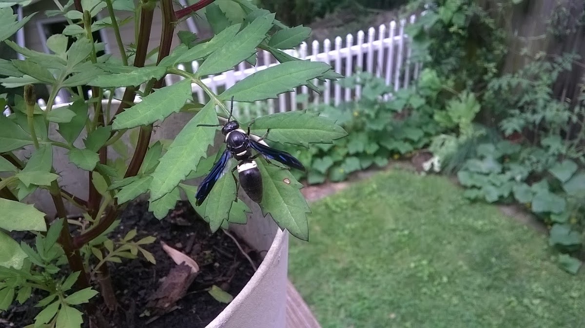 Four-Toothed Mason Wasp