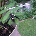 Four-Toothed Mason Wasp