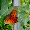 Gulf fritillary