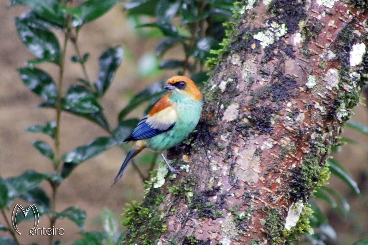 Saíra-preciosa (Chestnut-backed Tanager)