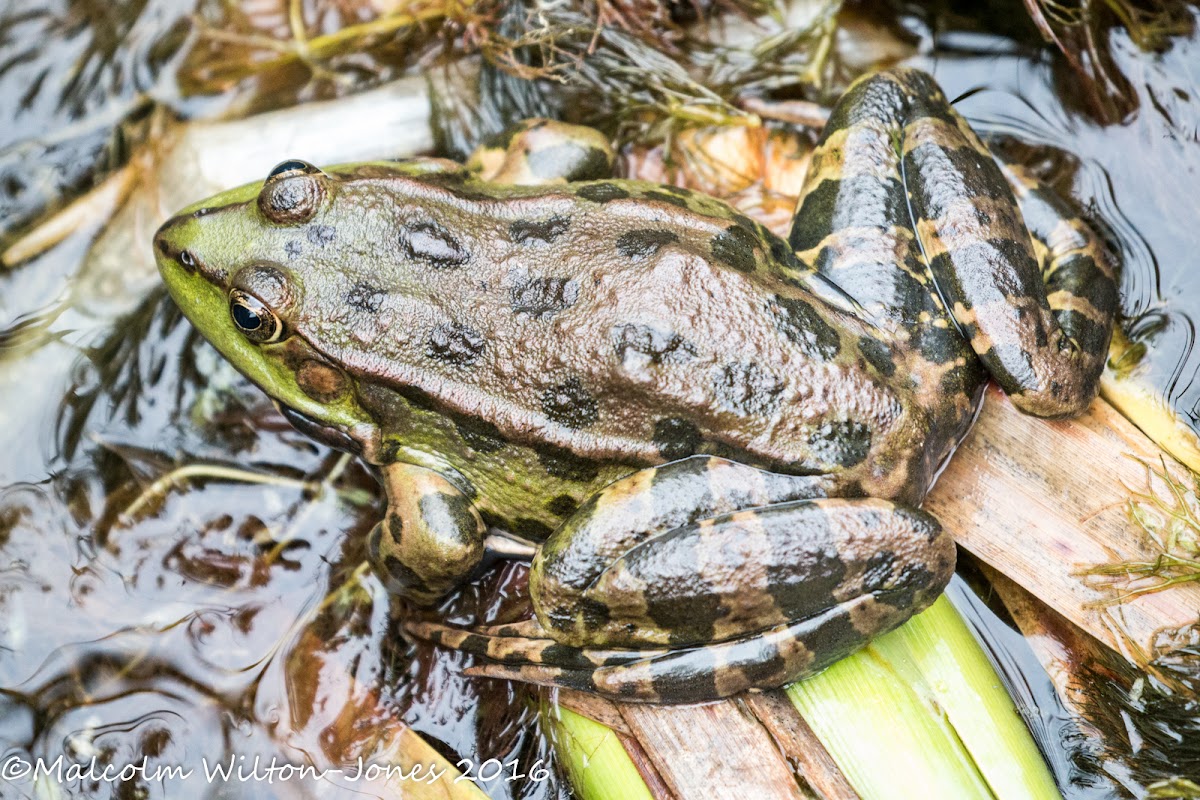 Marsh Frog