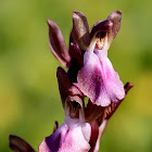 Anacamptis collina