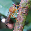 Golden Feathery Antennae Robber Fly