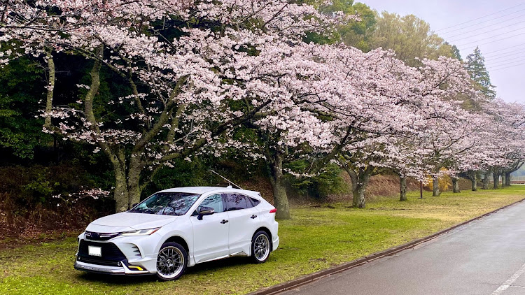 ハリアーのサクラと愛車・ハリアー乗りと繋がりたい・桜並木と愛車・桜コラボ🌸に関するカスタム事例の投稿画像2枚目