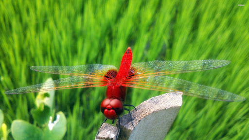 Dragonfly Wallpapers