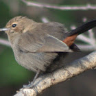 Indian robin (Female)