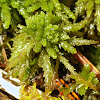 Sphagnum Moss