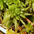 Sphagnum Moss