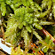 Sphagnum Moss