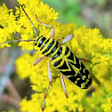 Locust borer