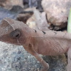 Indian Kangaroo Lizard