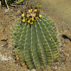 Barrel Cactii