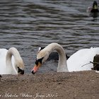 Mute Swan