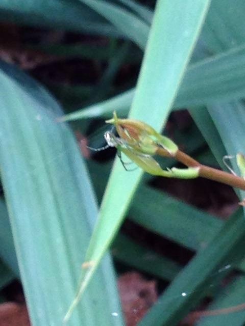 Venusta Orchard Spider