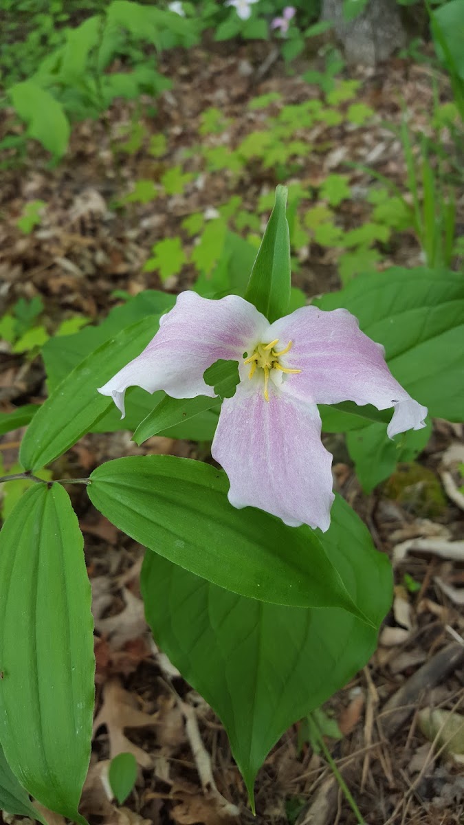 Trillium