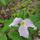 Trillium