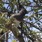 white bellied go away bird