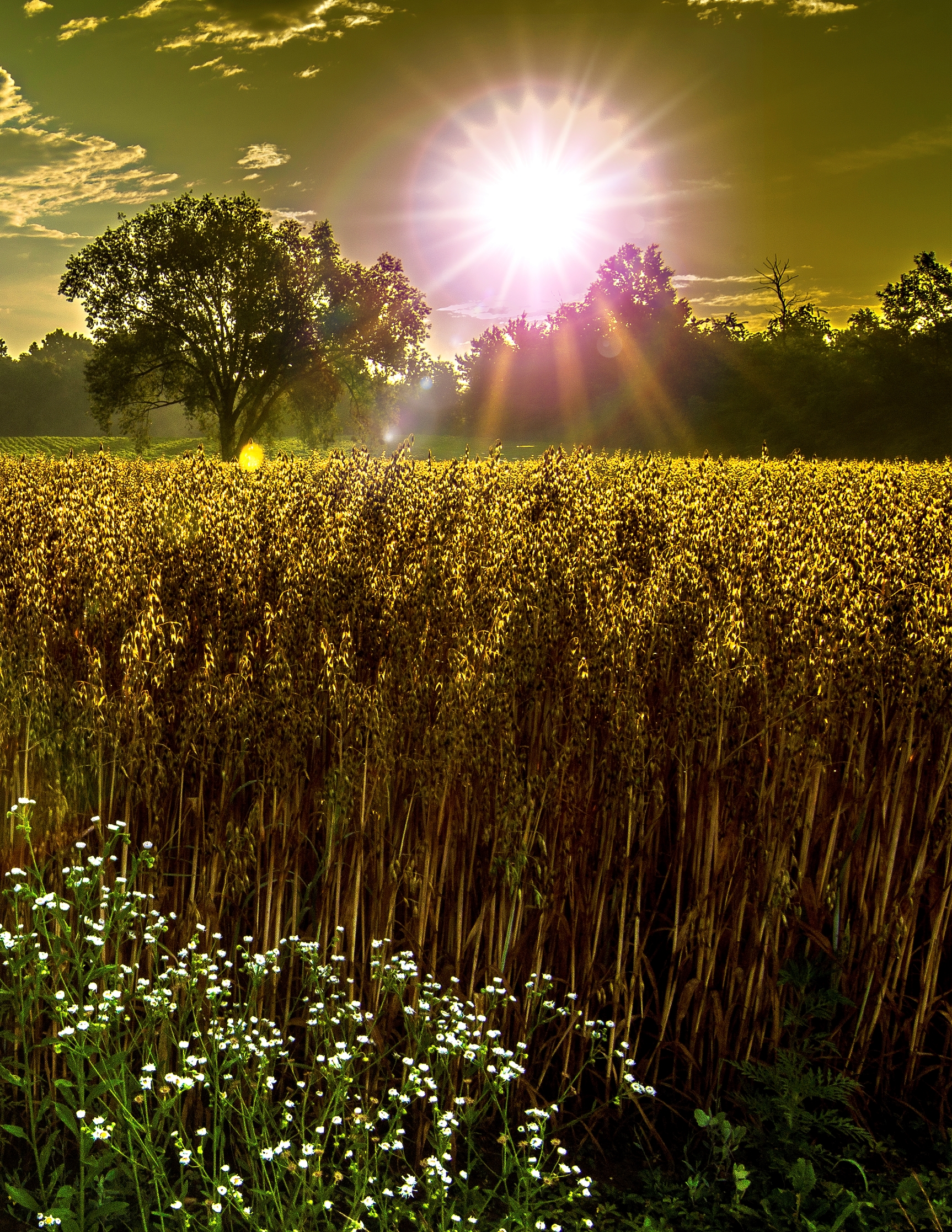 power of the sun di renato_alberio