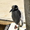 Yellow-crowned Night Heron