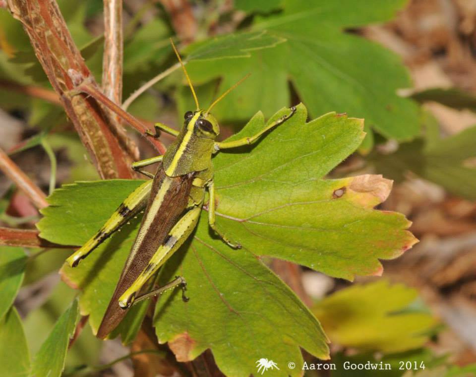 Bird grasshopper