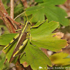 Bird grasshopper