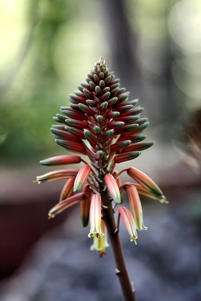 UN FIORE.. di caribu'