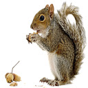 Squirrel HD Wallpaper Cute Squirrels New Tab