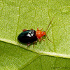 Shiny Flea Beetle