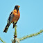 American Robin