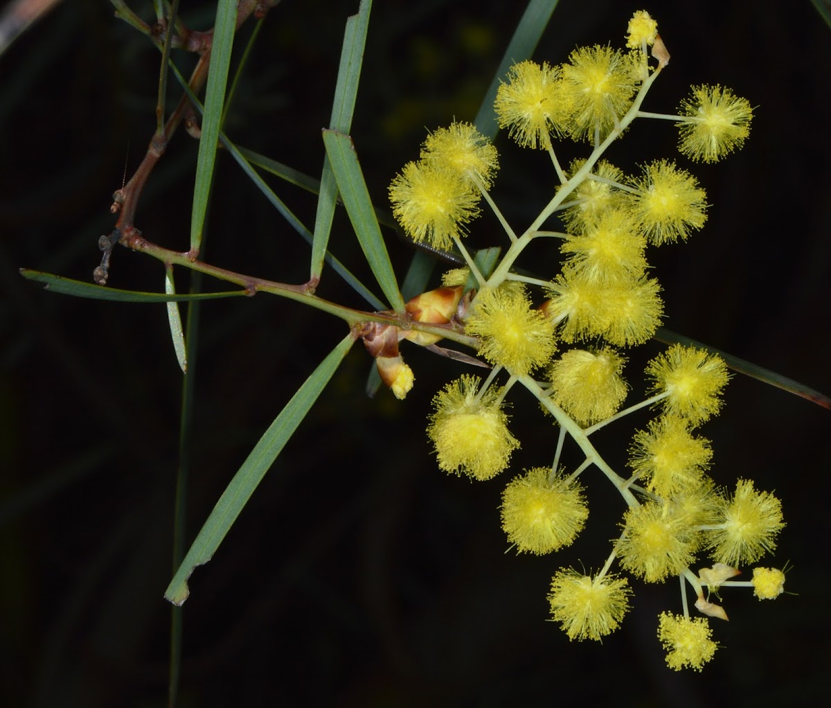 Flinders Range Wattle