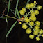 Flinders Range Wattle