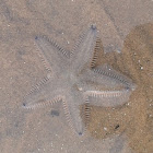 Starfish