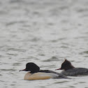 Goosander