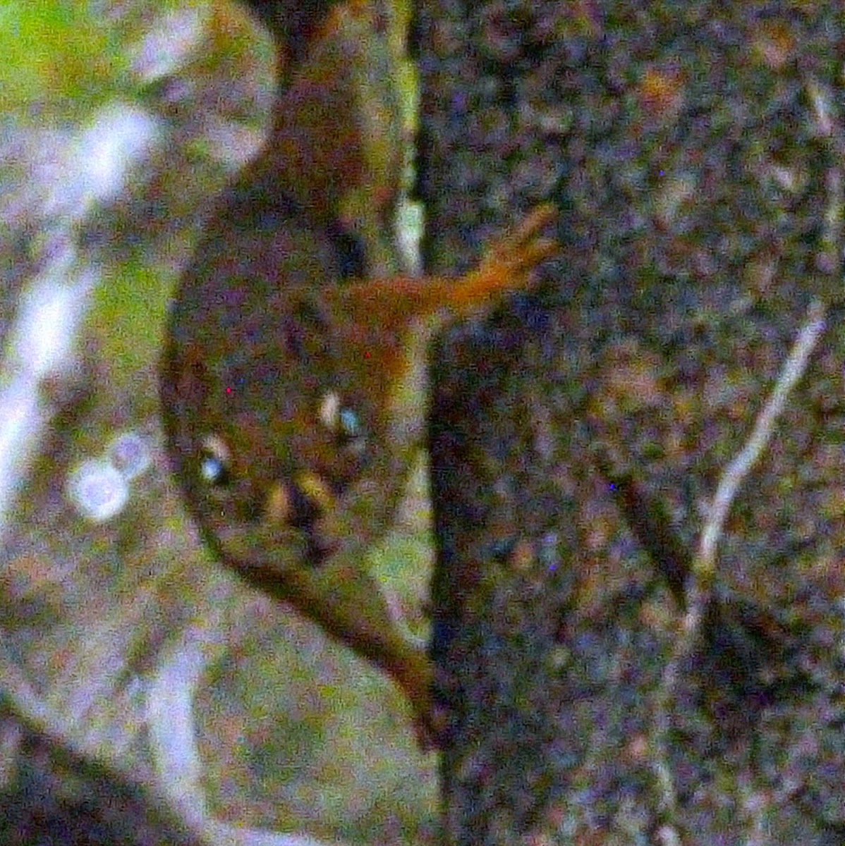 American Red Squirrel