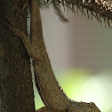 Oriental Garden Lizard