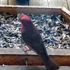 House Finch