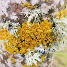 Maritime sunburst lichen