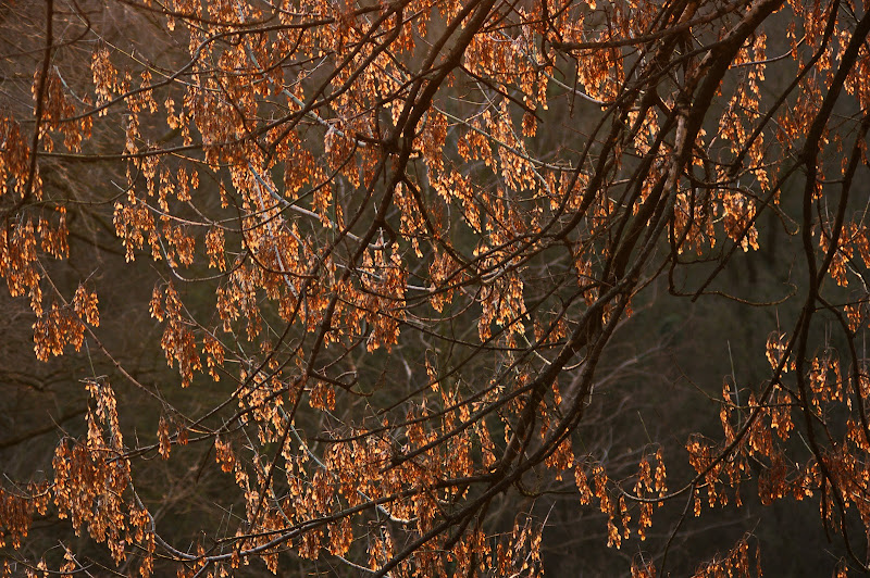 una cascata di fiori secchi di jovi55